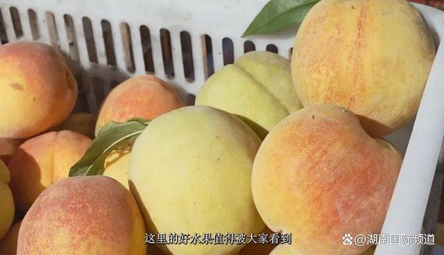 从田间农场到百姓餐桌的农产品是否健康?
